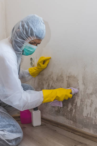 Best Basement Mold Removal  in Harbor Isle, NY